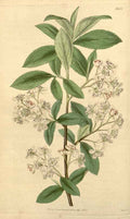 Vintage Victorian Retro Biological Flowers 433112 A4 Photo Print