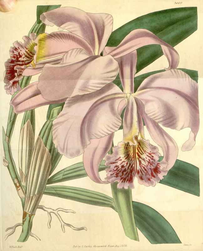 Vintage Victorian Retro Biological Flowers 433115 A4 Photo Print