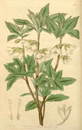 Vintage Victorian Retro Biological Flowers 433118 A4 Photo Print