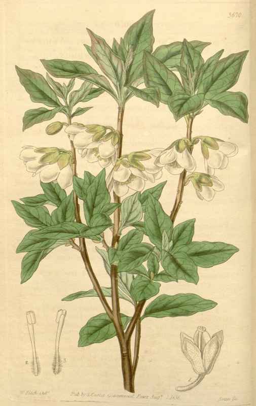Vintage Victorian Retro Biological Flowers 433118 A4 Photo Print