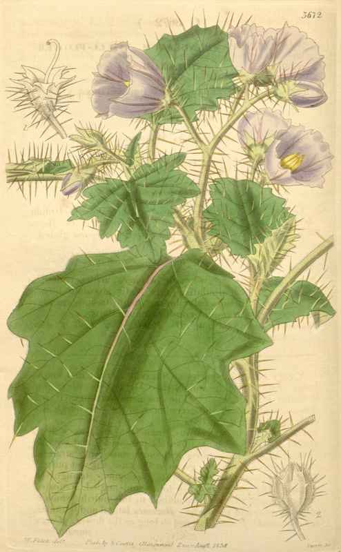 Vintage Victorian Retro Biological Flowers 433124 A4 Photo Print