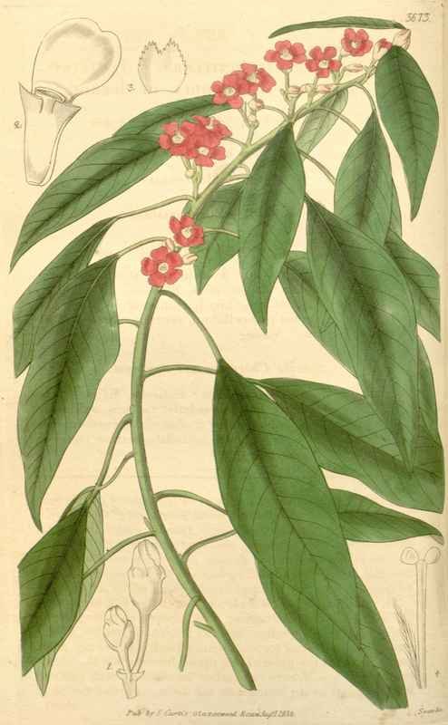Vintage Victorian Retro Biological Flowers 433127 A4 Photo Print