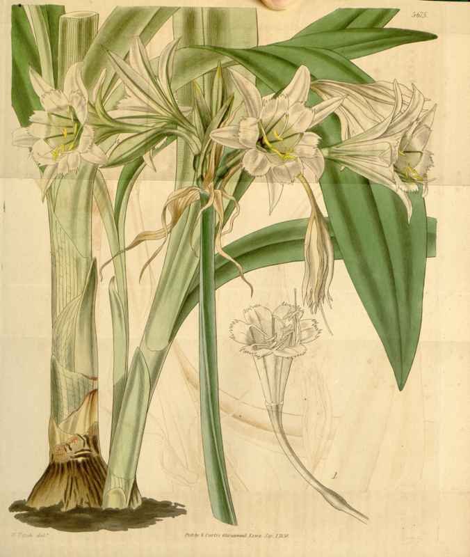 Vintage Victorian Retro Biological Flowers 433133 A4 Photo Print