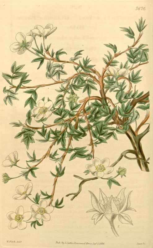 Vintage Victorian Retro Biological Flowers 433138 A4 Photo Print