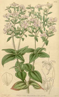 Vintage Victorian Retro Biological Flowers 433144 A4 Photo Print