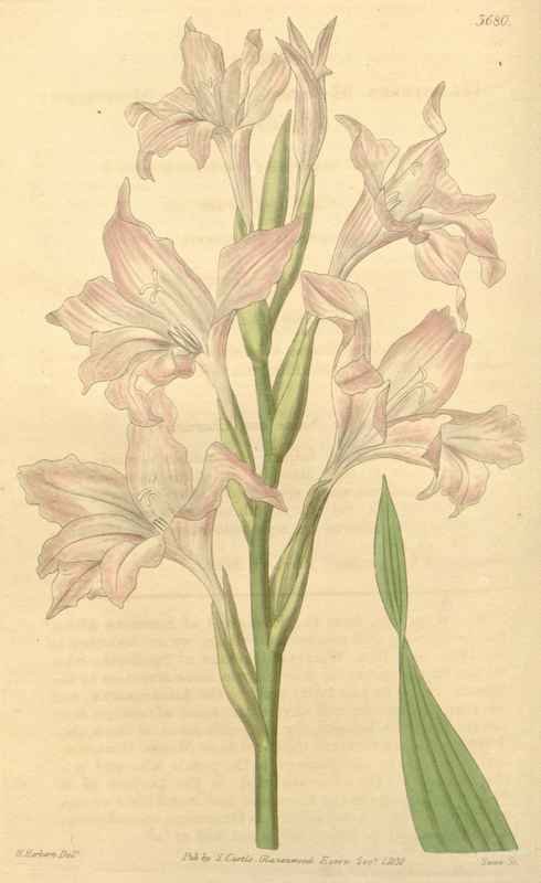 Vintage Victorian Retro Biological Flowers 433150 A4 Photo Print