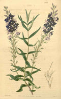 Vintage Victorian Retro Biological Flowers 433158 A4 Photo Print