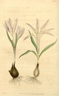 Vintage Victorian Retro Biological Flowers 433179 A4 Photo Print