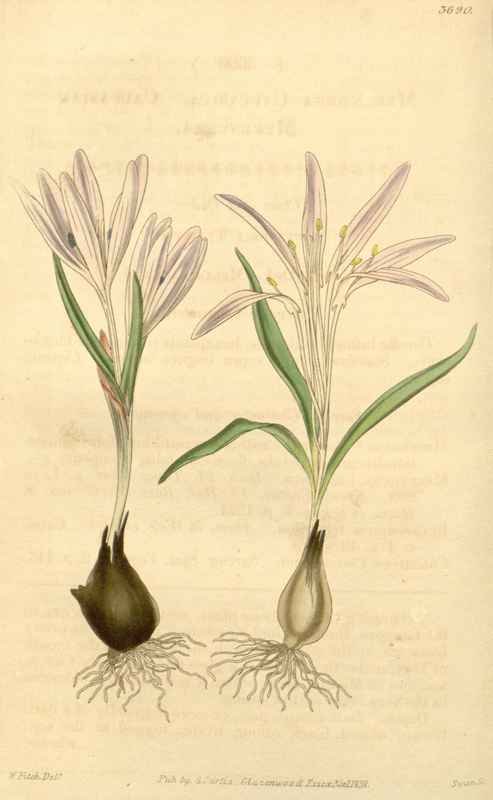 Vintage Victorian Retro Biological Flowers 433179 A4 Photo Print