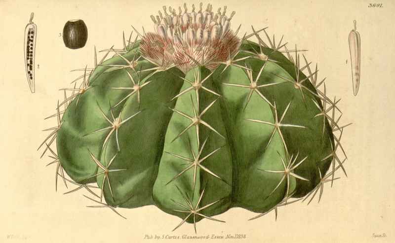 Vintage Victorian Retro Biological Flowers 433182 A4 Photo Print