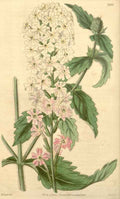 Vintage Victorian Retro Biological Flowers 433191 A4 Photo Print