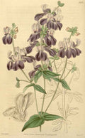 Vintage Victorian Retro Biological Flowers 433194 A4 Photo Print