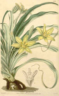 Vintage Victorian Retro Biological Flowers 433197 A4 Photo Print