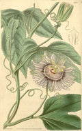 Vintage Victorian Retro Biological Flowers 433200 A4 Photo Print