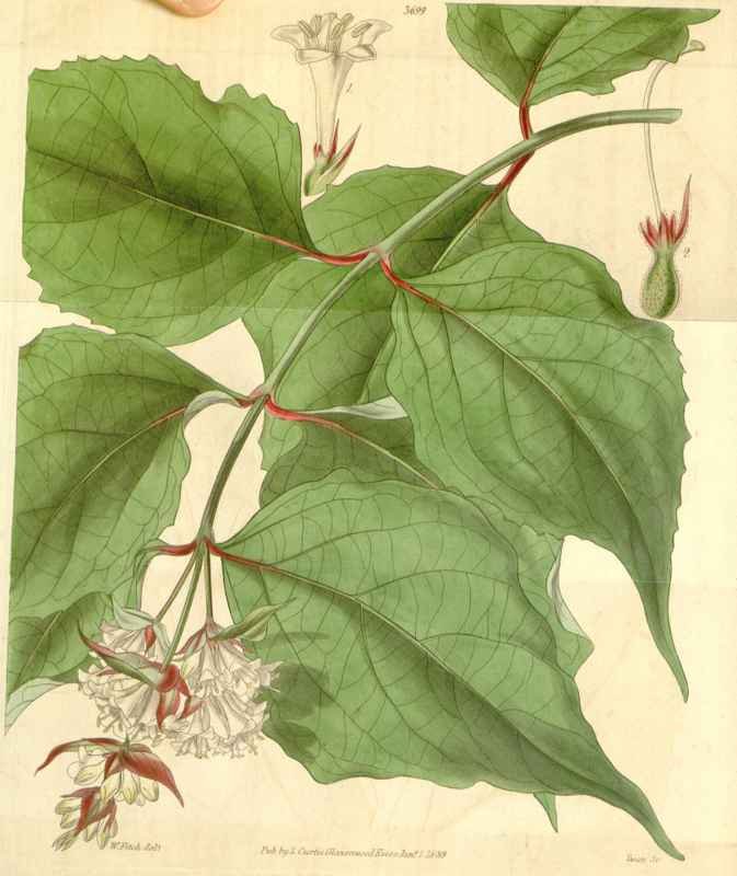 Vintage Victorian Retro Biological Flowers 433206 A4 Photo Print