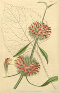 Vintage Victorian Retro Biological Flowers 433209 A4 Photo Print
