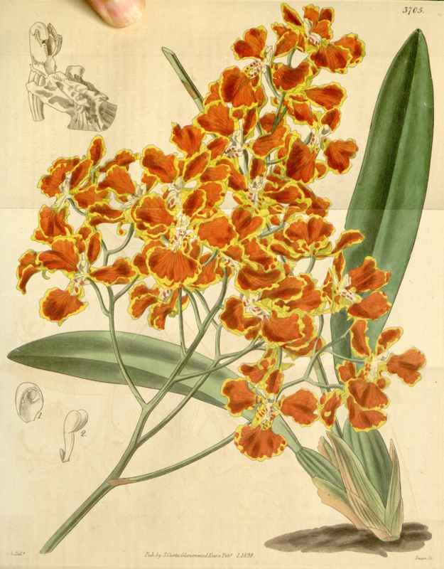 Vintage Victorian Retro Biological Flowers 433224 A4 Photo Print