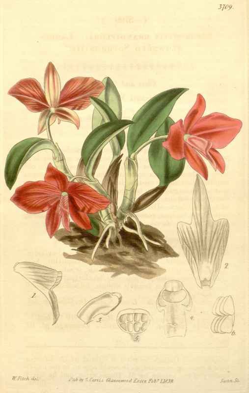 Vintage Victorian Retro Biological Flowers 433236 A4 Photo Print