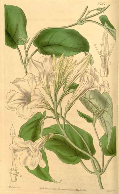Vintage Victorian Retro Biological Flowers 433253 A4 Photo Print