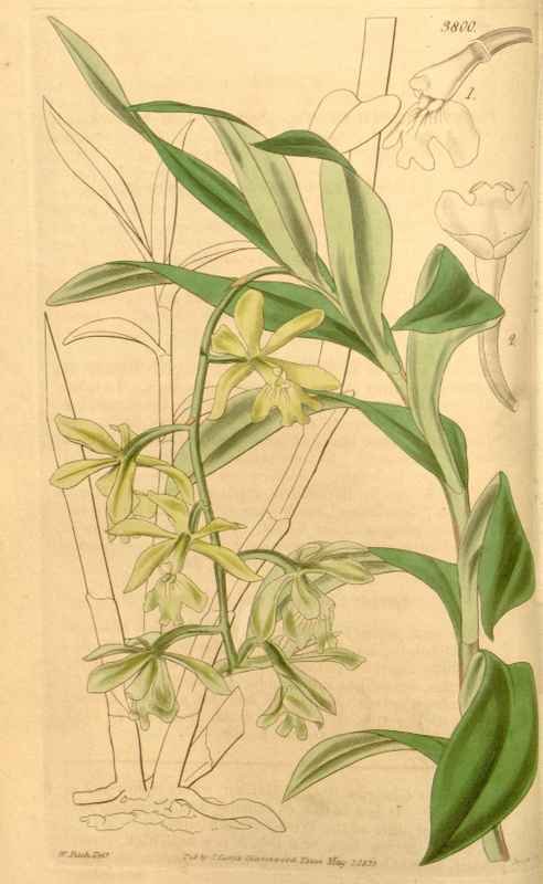 Vintage Victorian Retro Biological Flowers 433262 A4 Photo Print