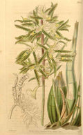 Vintage Victorian Retro Biological Flowers 433268 A4 Photo Print
