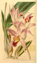 Vintage Victorian Retro Biological Flowers 433274 A4 Photo Print