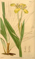 Vintage Victorian Retro Biological Flowers 433291 A4 Photo Print