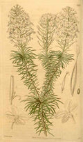 Vintage Victorian Retro Biological Flowers 433312 A4 Photo Print