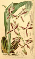Vintage Victorian Retro Biological Flowers 433318 A4 Photo Print