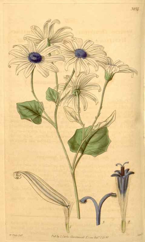 Vintage Victorian Retro Biological Flowers 433344 A4 Photo Print