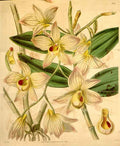 Vintage Victorian Retro Biological Flowers 433374 A4 Photo Print