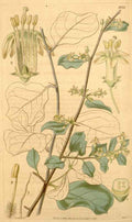 Vintage Victorian Retro Biological Flowers 433386 A4 Photo Print