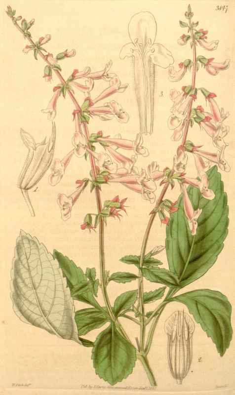 Vintage Victorian Retro Biological Flowers 433404 A4 Photo Print