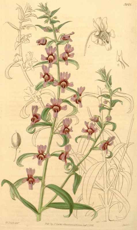 Vintage Victorian Retro Biological Flowers 433407 A4 Photo Print