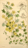 Vintage Victorian Retro Biological Flowers 433417 A4 Photo Print