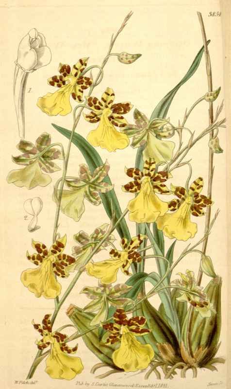 Vintage Victorian Retro Biological Flowers 433426 A4 Photo Print