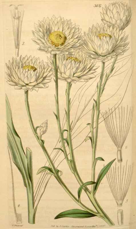 Vintage Victorian Retro Biological Flowers 433435 A4 Photo Print