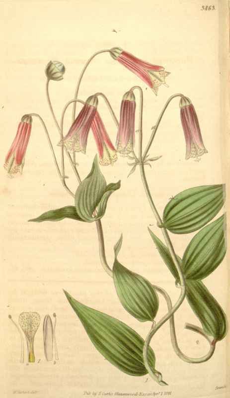 Vintage Victorian Retro Biological Flowers 433455 A4 Photo Print
