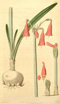 Vintage Victorian Retro Biological Flowers 433461 A4 Photo Print