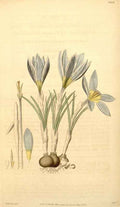 Vintage Victorian Retro Biological Flowers 433470 A4 Photo Print