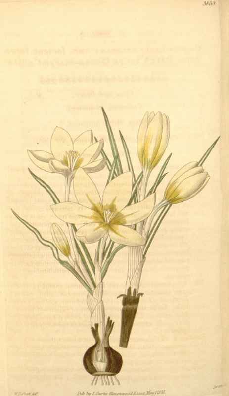 Vintage Victorian Retro Biological Flowers 433473 A4 Photo Print