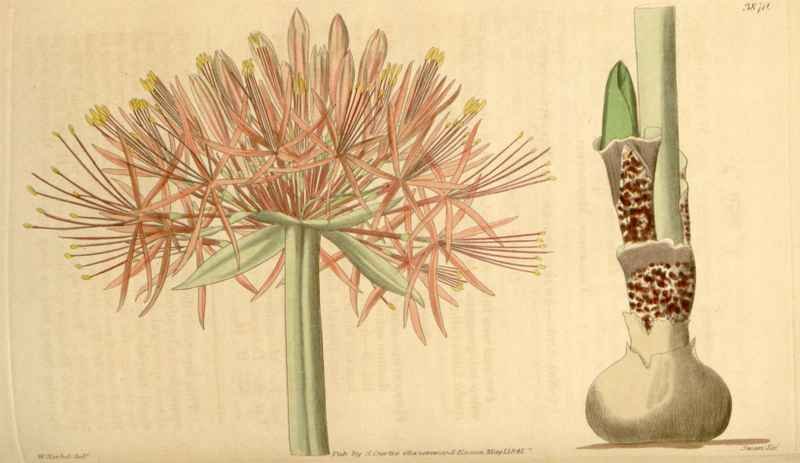 Vintage Victorian Retro Biological Flowers 433476 A4 Photo Print