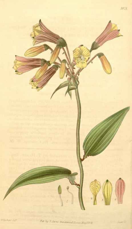 Vintage Victorian Retro Biological Flowers 433481 A4 Photo Print
