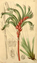 Vintage Victorian Retro Biological Flowers 433497 A4 Photo Print