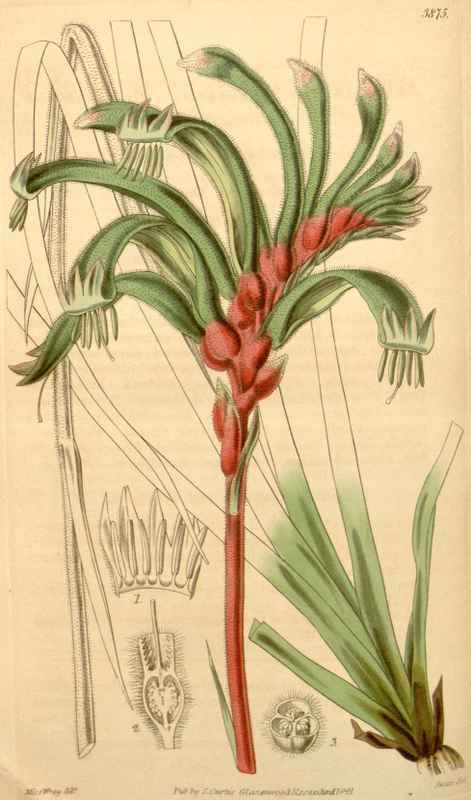Vintage Victorian Retro Biological Flowers 433497 A4 Photo Print
