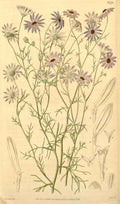 Vintage Victorian Retro Biological Flowers 433500 A4 Photo Print