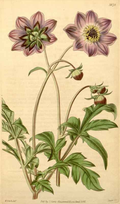 Vintage Victorian Retro Biological Flowers 433506 A4 Photo Print