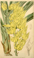 Vintage Victorian Retro Biological Flowers 433509 A4 Photo Print
