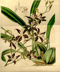 Vintage Victorian Retro Biological Flowers 433516 A4 Photo Print