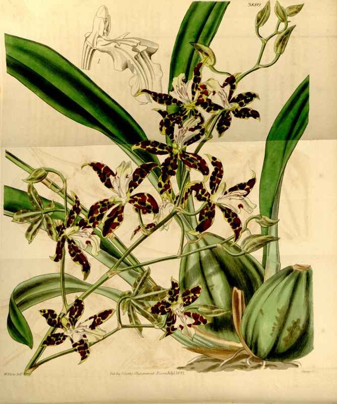 Vintage Victorian Retro Biological Flowers 433516 A4 Photo Print